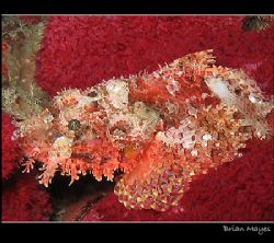 A Tassled Scorpionfish trying to hide in the soft red cor... by Brian Mayes 